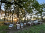 Vends exploitation apicole